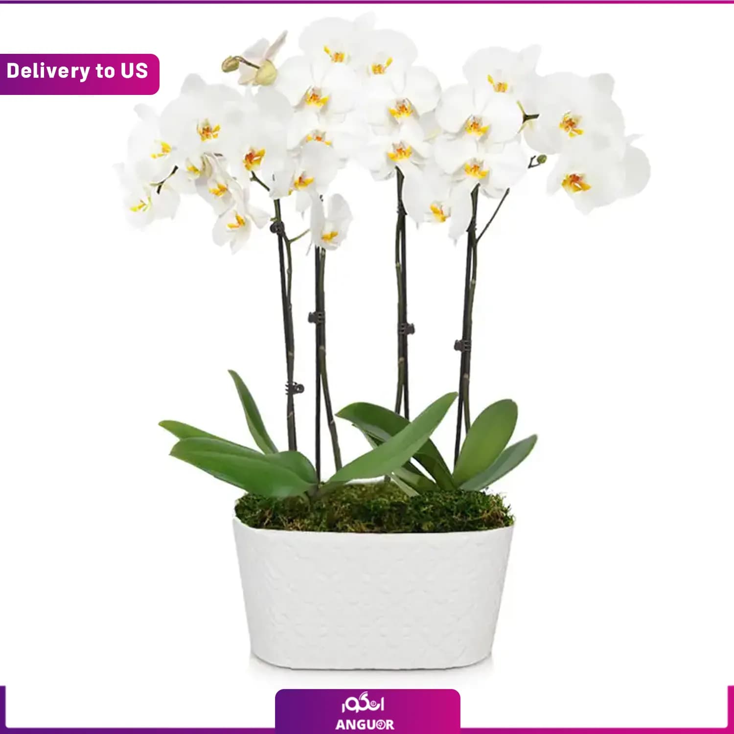 (Delivery to USA) White Orchid Plant