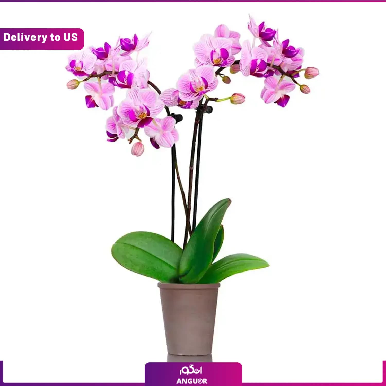 (Delivery to USA) Graceful Mini Orchid