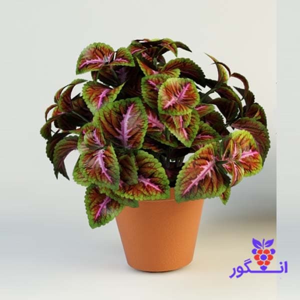 گلدان حُسن یوسف