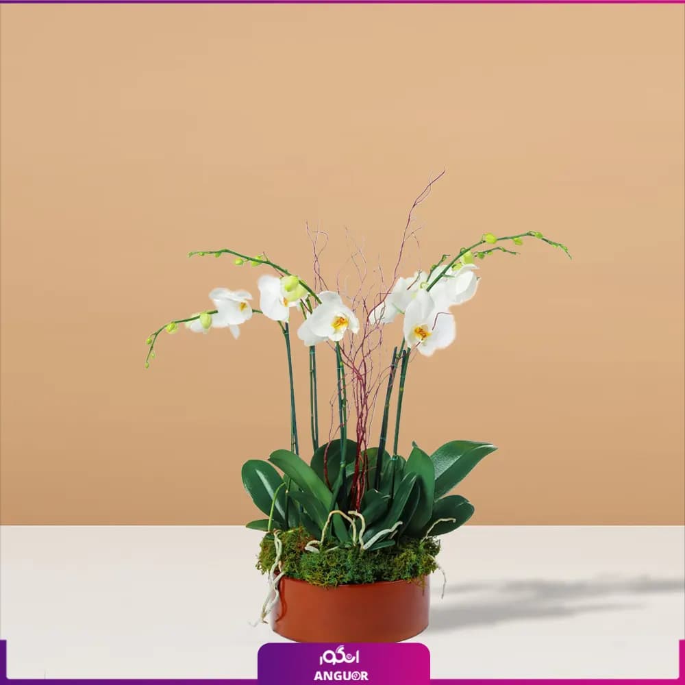 گلدان ارکیده سفید 5 شاخه