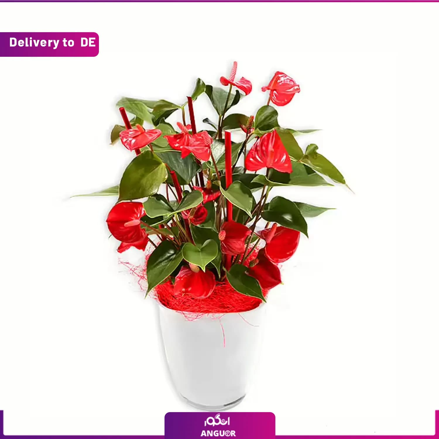 گلدان آنتوریوم (ارسال گل به آلمان)