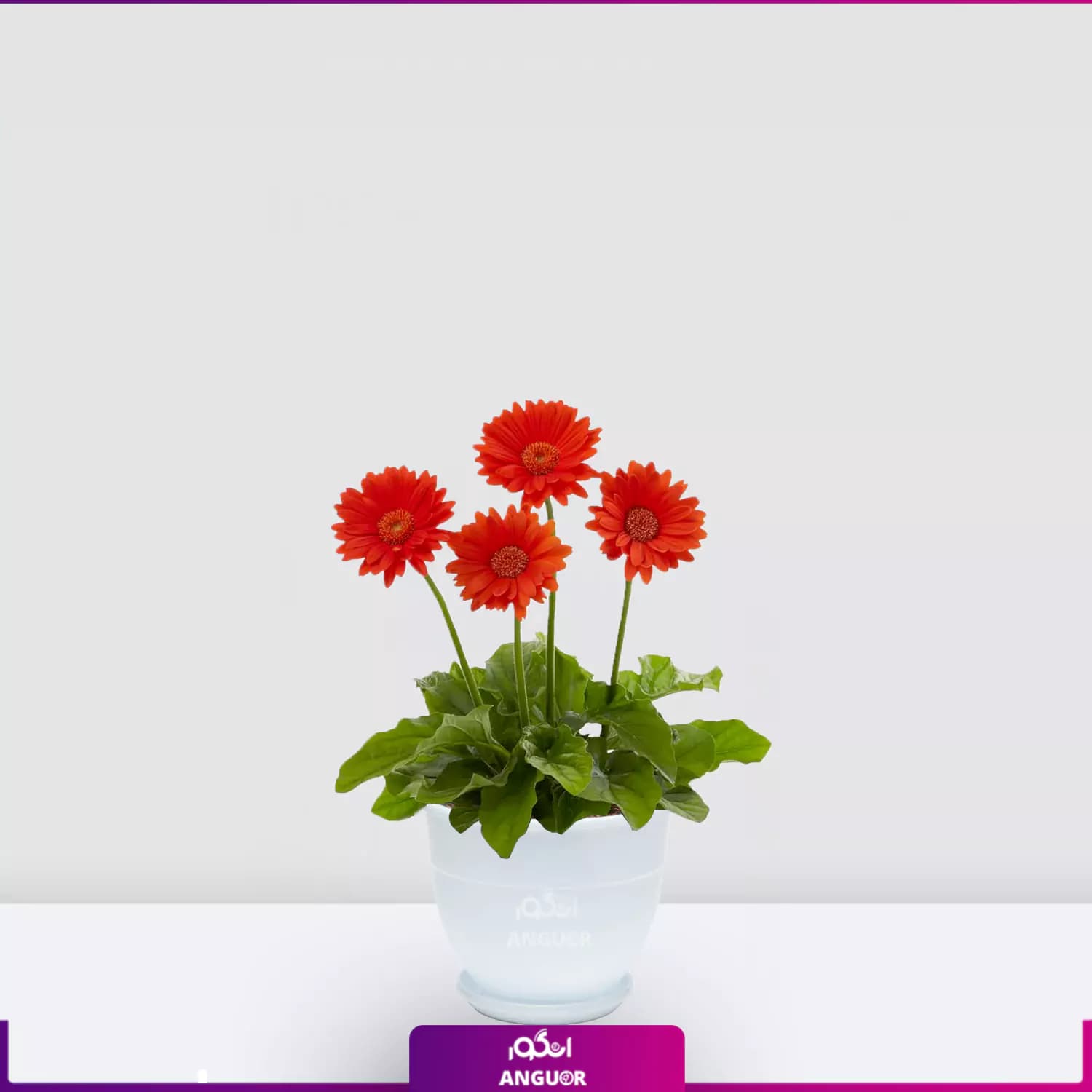 گلدان ژربرای نارنجی — تصویر ۲