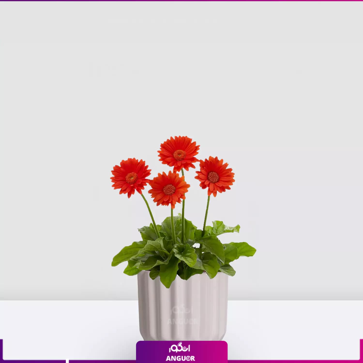 گلدان ژربرای نارنجی