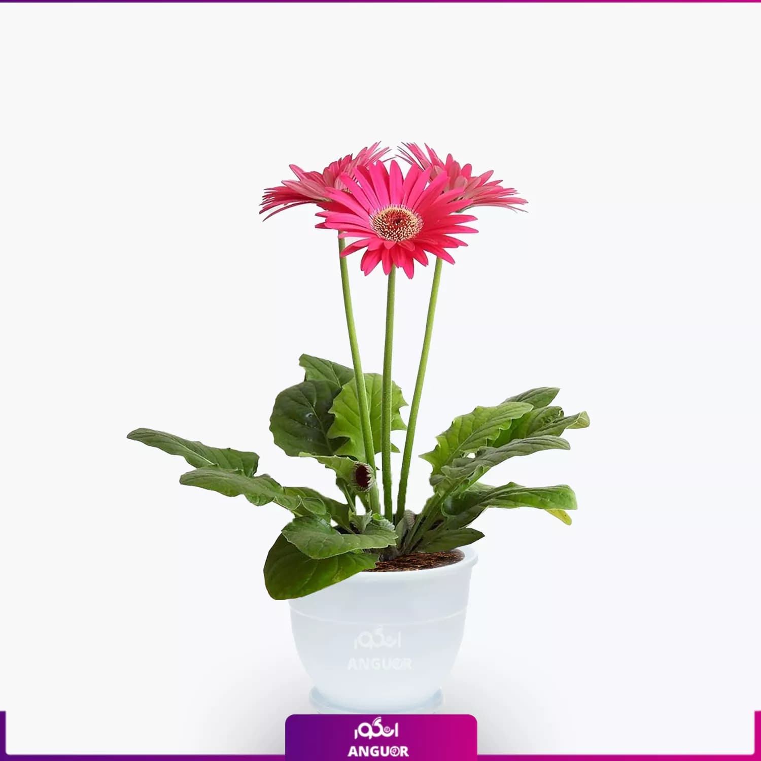 گلدان ژربرای سرخابی