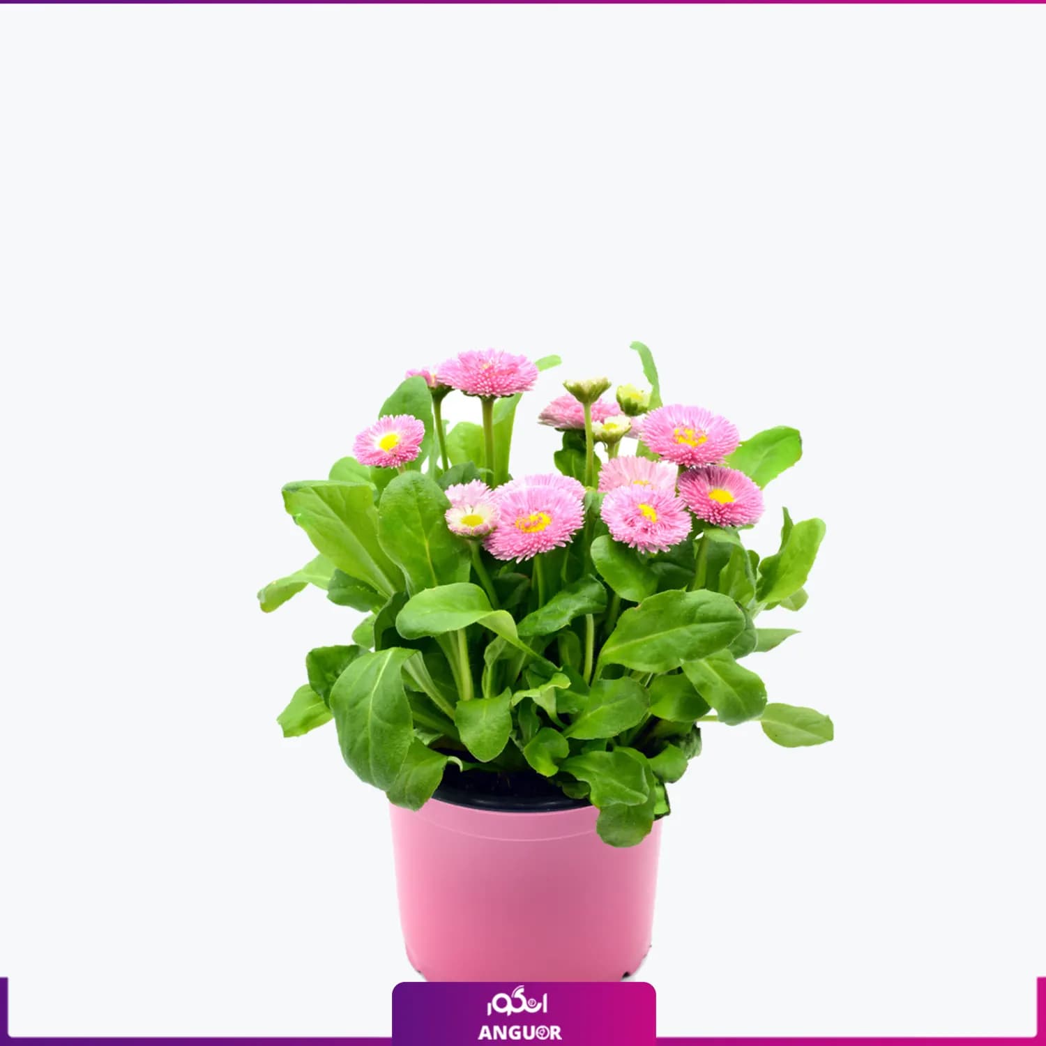 گل گلدانی مینا چمنی