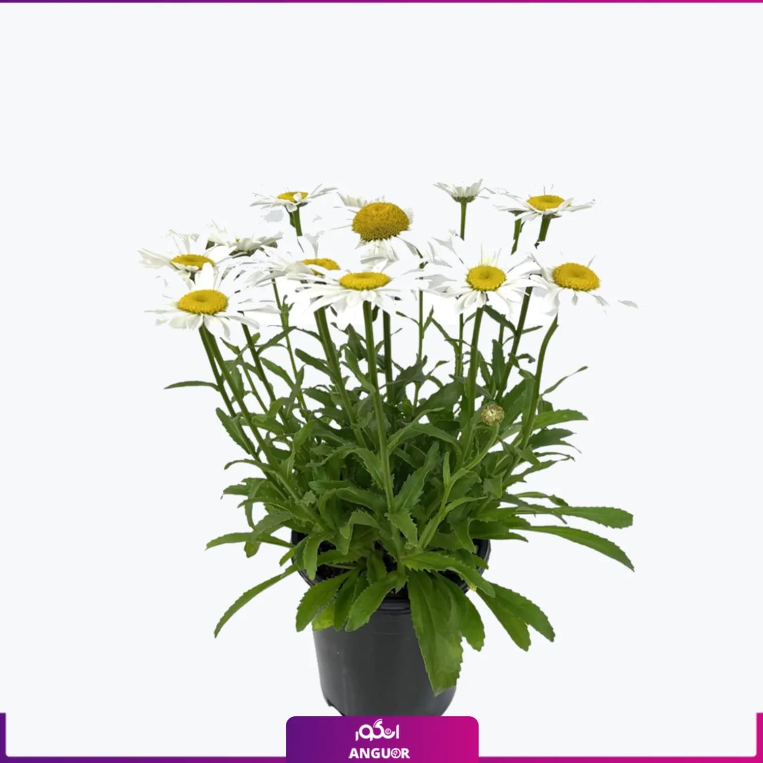 گل گلدانی مینا مارگریت (بابونه)
