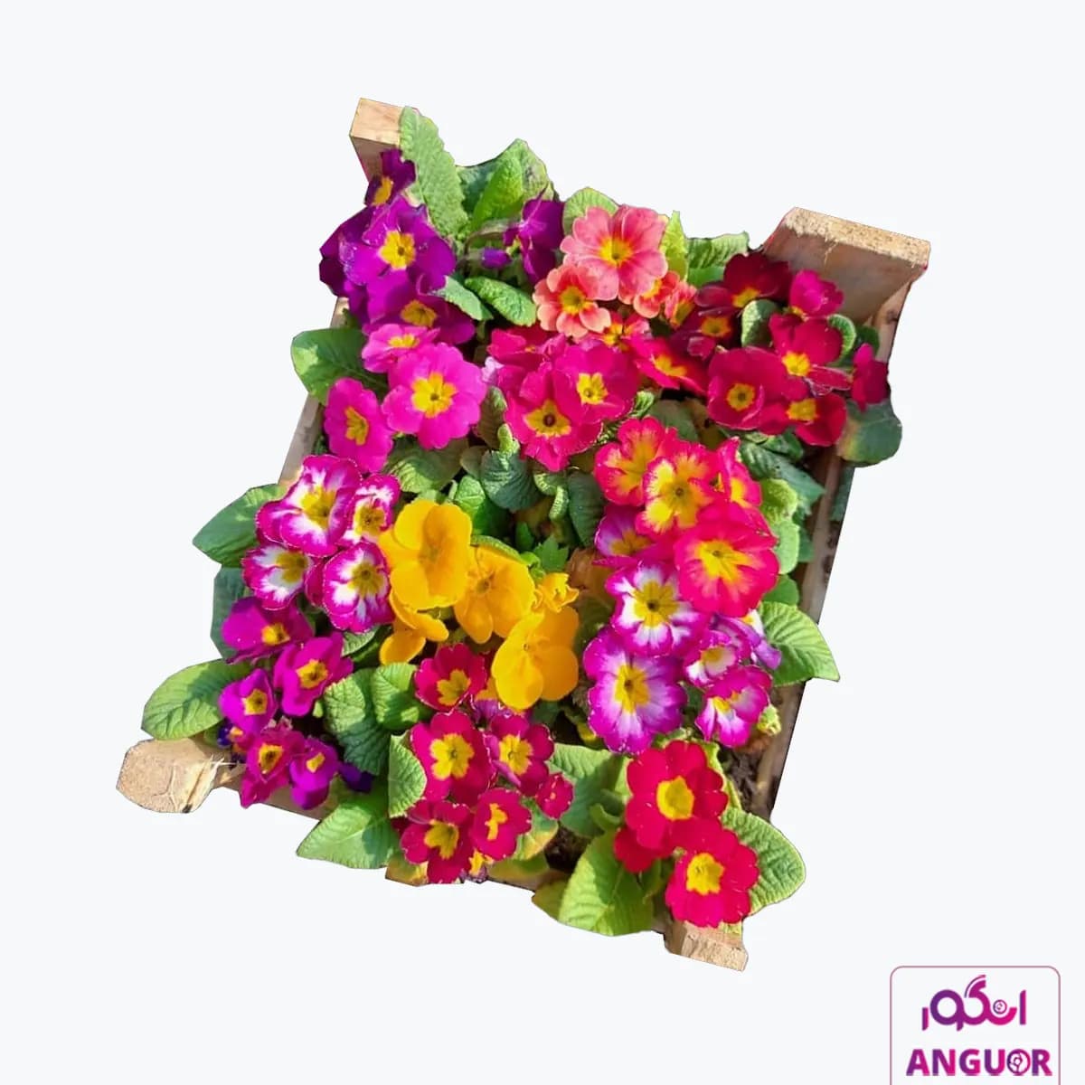 گل پامچال در سه رنگ (پک 12 عددی)