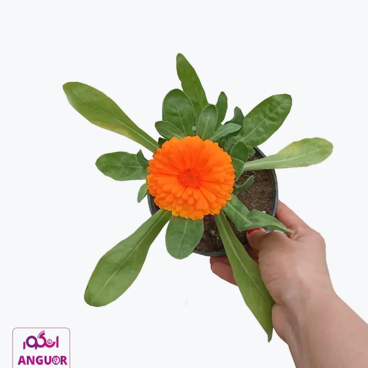 گل گلدانی همیشه بهار — تصویر ۲