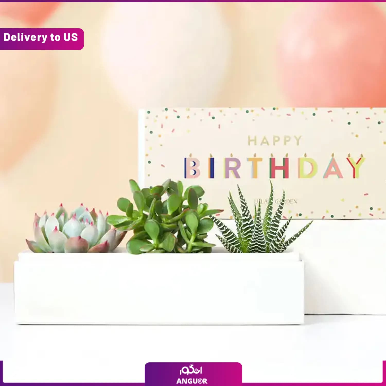 (Delivery to USA) Birthday Jewel Succulent