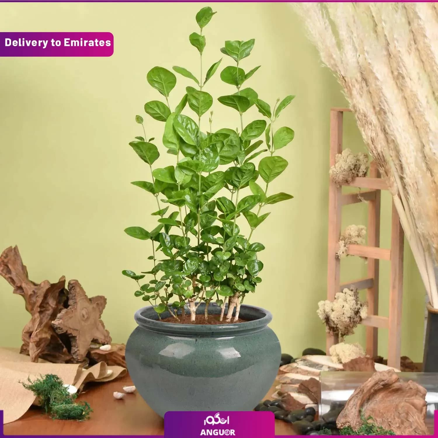 گلدان گل یاس (دبی و امارات)
