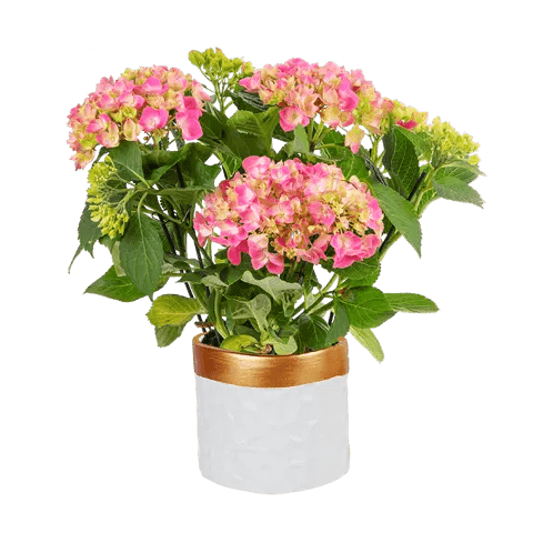 گیاه آزالیا (ارسال گل به ایتالیا )