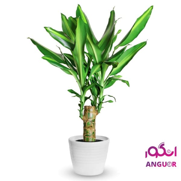 گلدان dracenaplant (ارسال گل به ایتالیا )