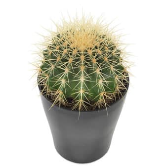 گل آپارتمانی Green Cactus (ارسال گل به اتریش)