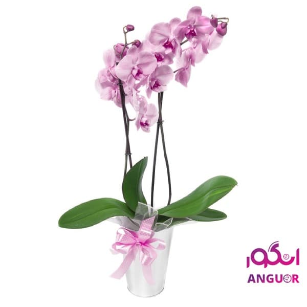 ارکیده صورتی (ارسال گل به ایتالیا )