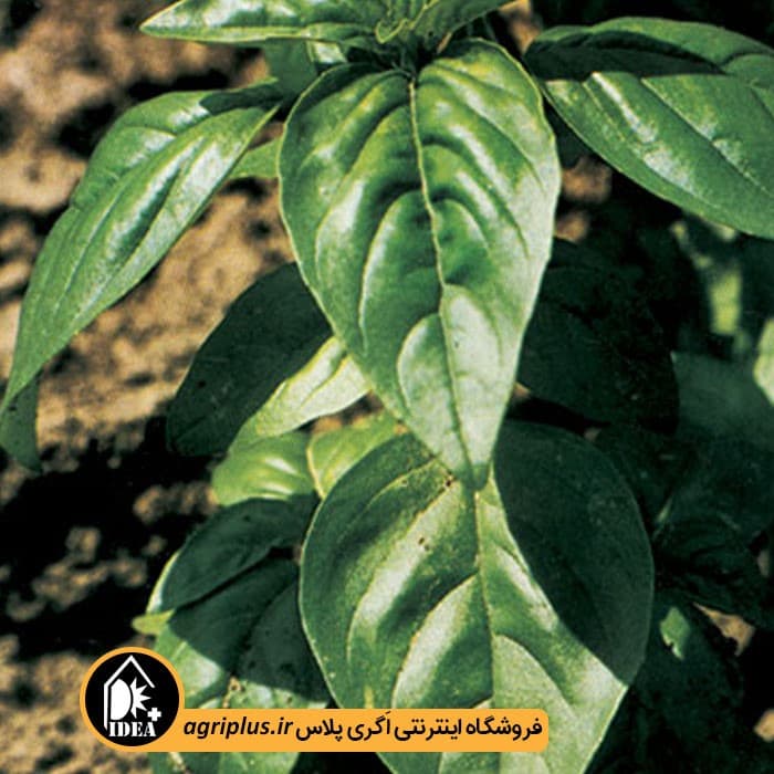 بذر ریحان سبز قمصر ۱۳۰۲