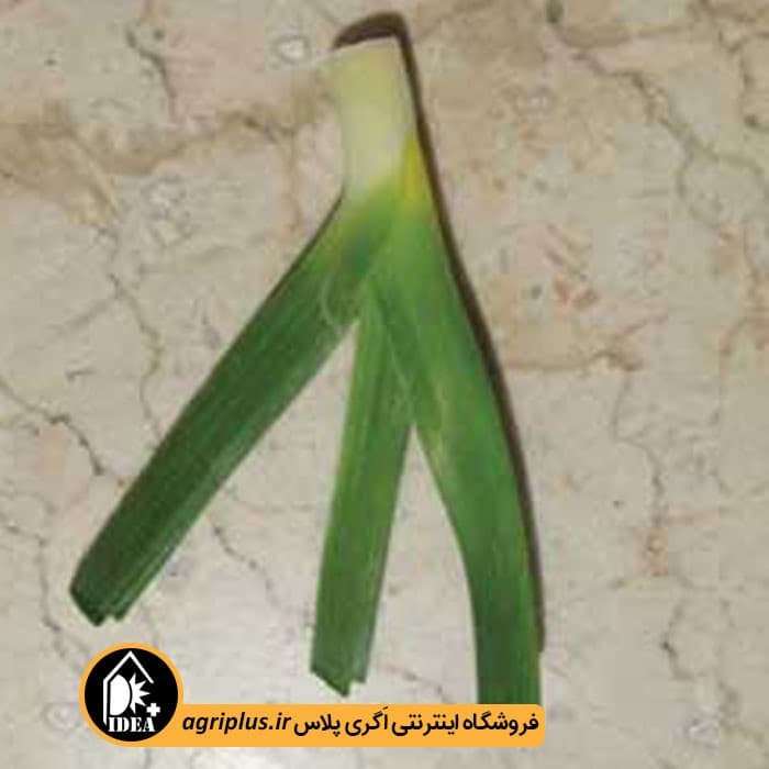 بذر تره شادگان ۵۶