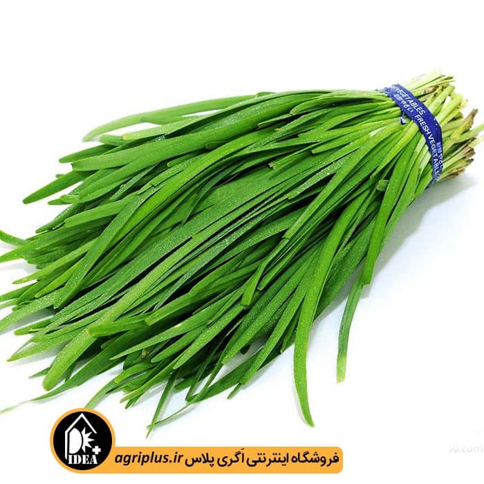 بذر تره شادگان ۵۶ — تصویر ۲