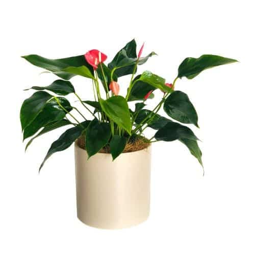 گل فلامینگو (استرالیا)