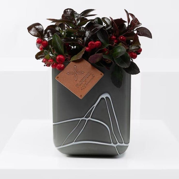 بری چای جشن (قطر)