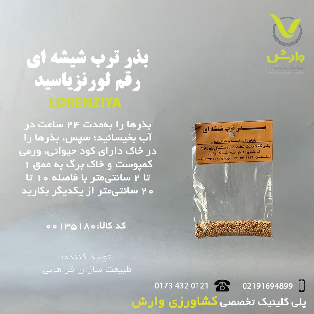 بذر ترب شیشه ای رقم لورنزیا سید