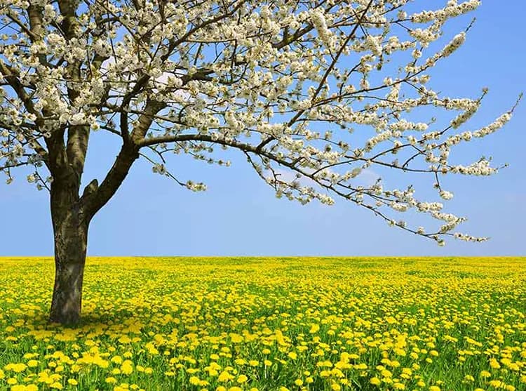 پوستر کاغذ دیواری شکوفه های سفید