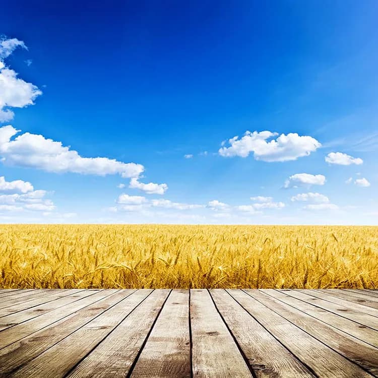 پوستر کاغذ دیواری دشت گندم