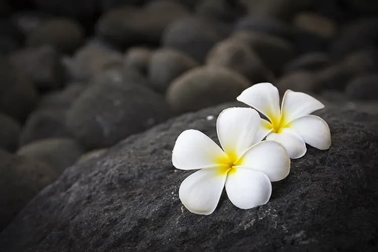 پوستر کاغذ دیواری گل یاس