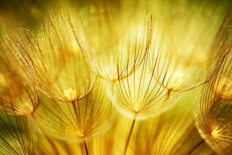 پوستر کاغذ دیواری گل قاصدک