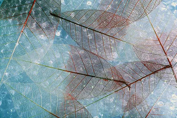 پوستر کاغذ دیواری برگهای سوار بر آب — تصویر ۲