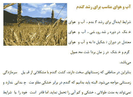 تحقیق درباره گیاه گندم – خواص – انواع – بیماریها — تصویر ۳