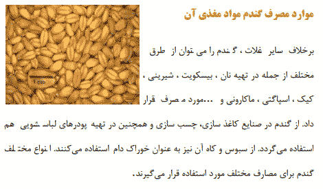 تحقیق درباره گیاه گندم – خواص – انواع – بیماریها — تصویر ۴