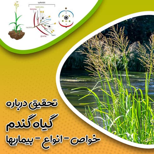 تحقیق درباره گیاه گندم – خواص – انواع – بیماریها