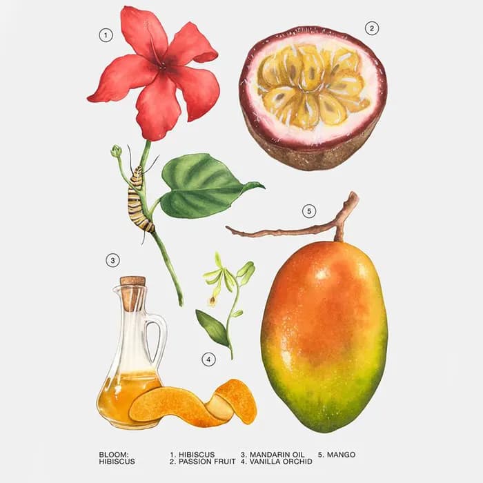 عطر زارا هیبیسکوس Hibiscus — تصویر ۲