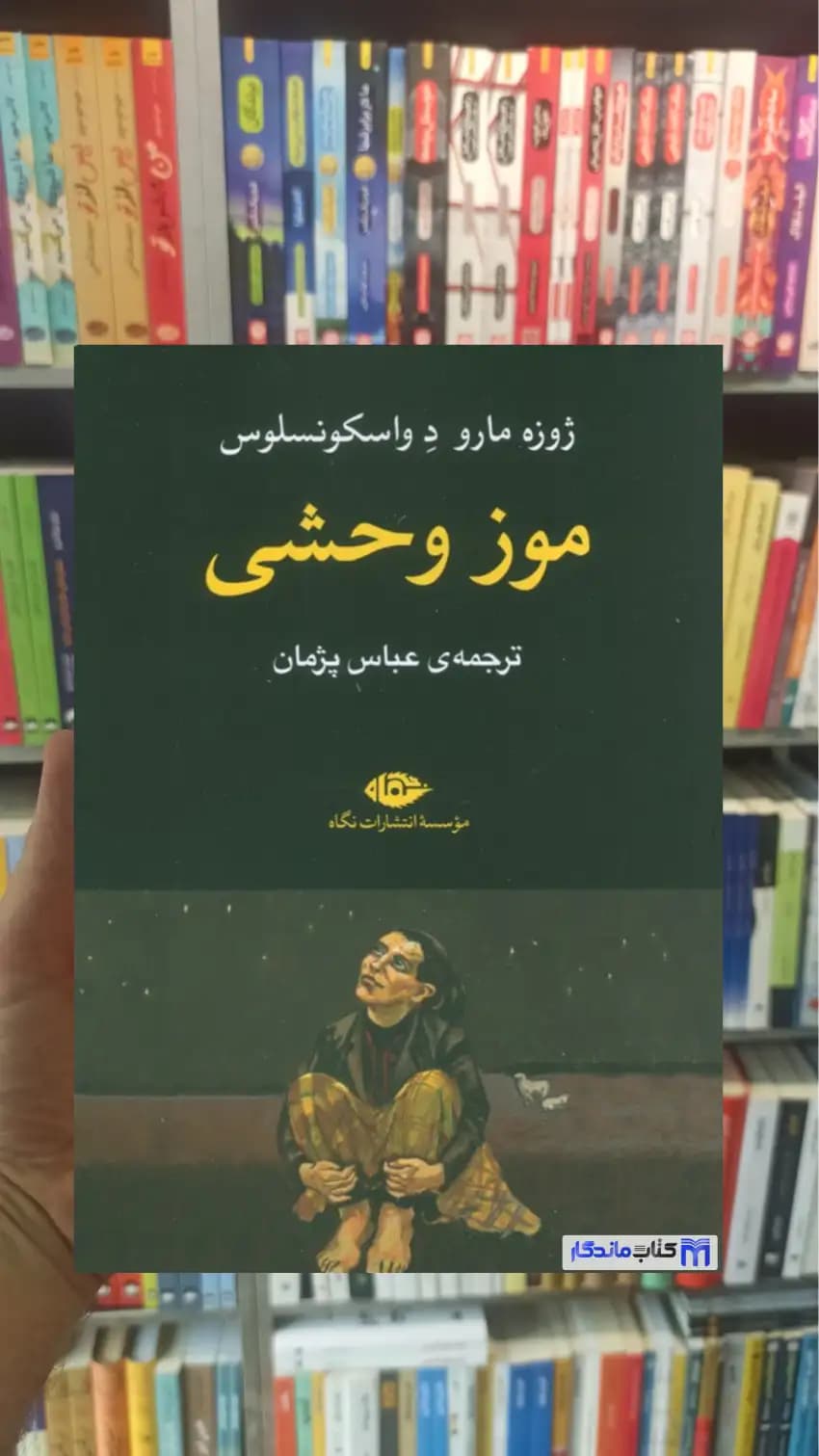 موز وحشی واسکونسلوس نگاه