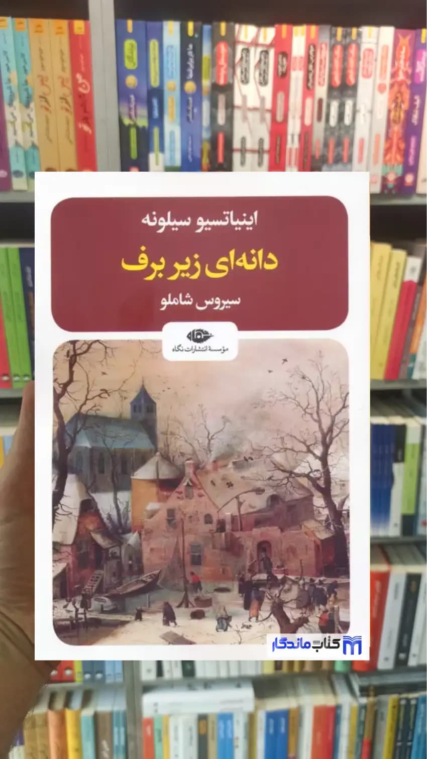 دانه ای زیر برف سیلونه نگاه