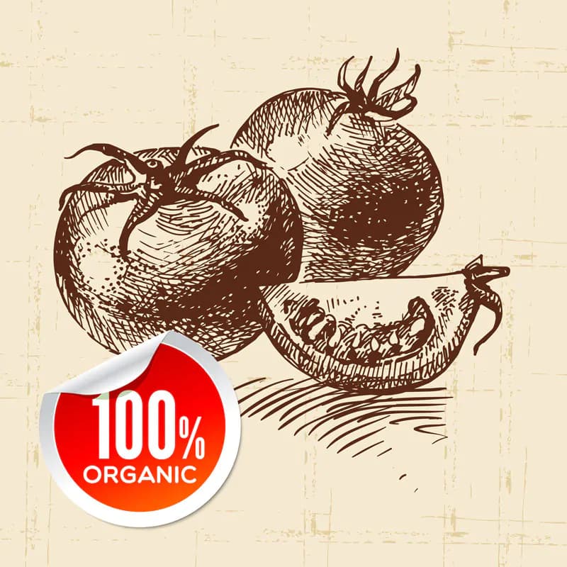 وکتور نقاشی گوجه فرنگی