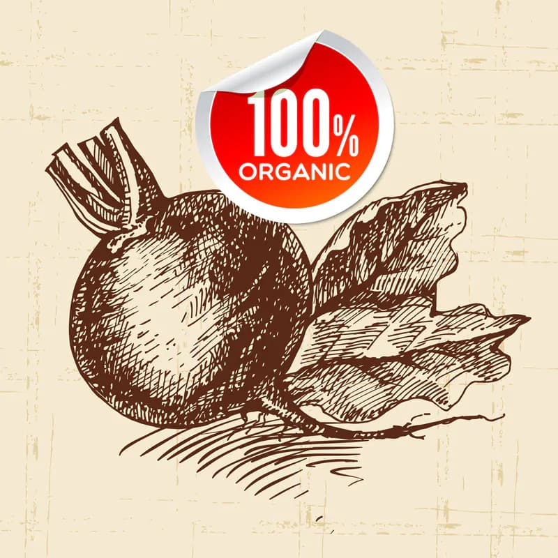 طرح وکتور شلغم نقاشی شده