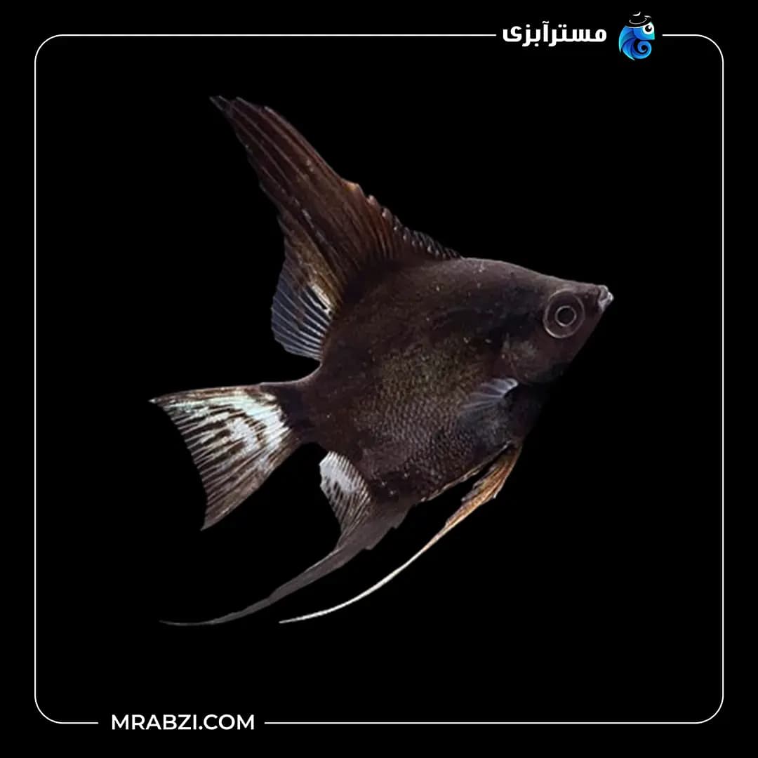 ماهی آنجل مشکی — تصویر ۲