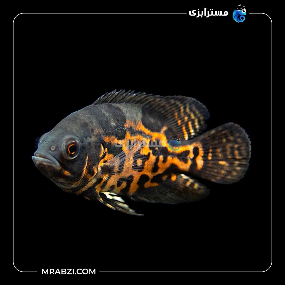 ماهی اسکار تایگر — تصویر ۲