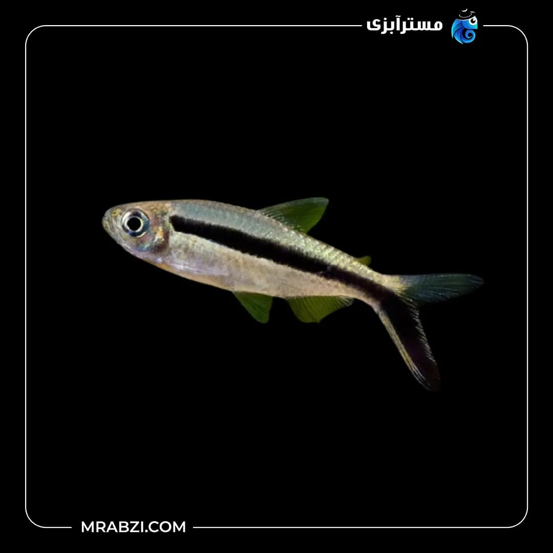 ماهی تترا پنگوئن