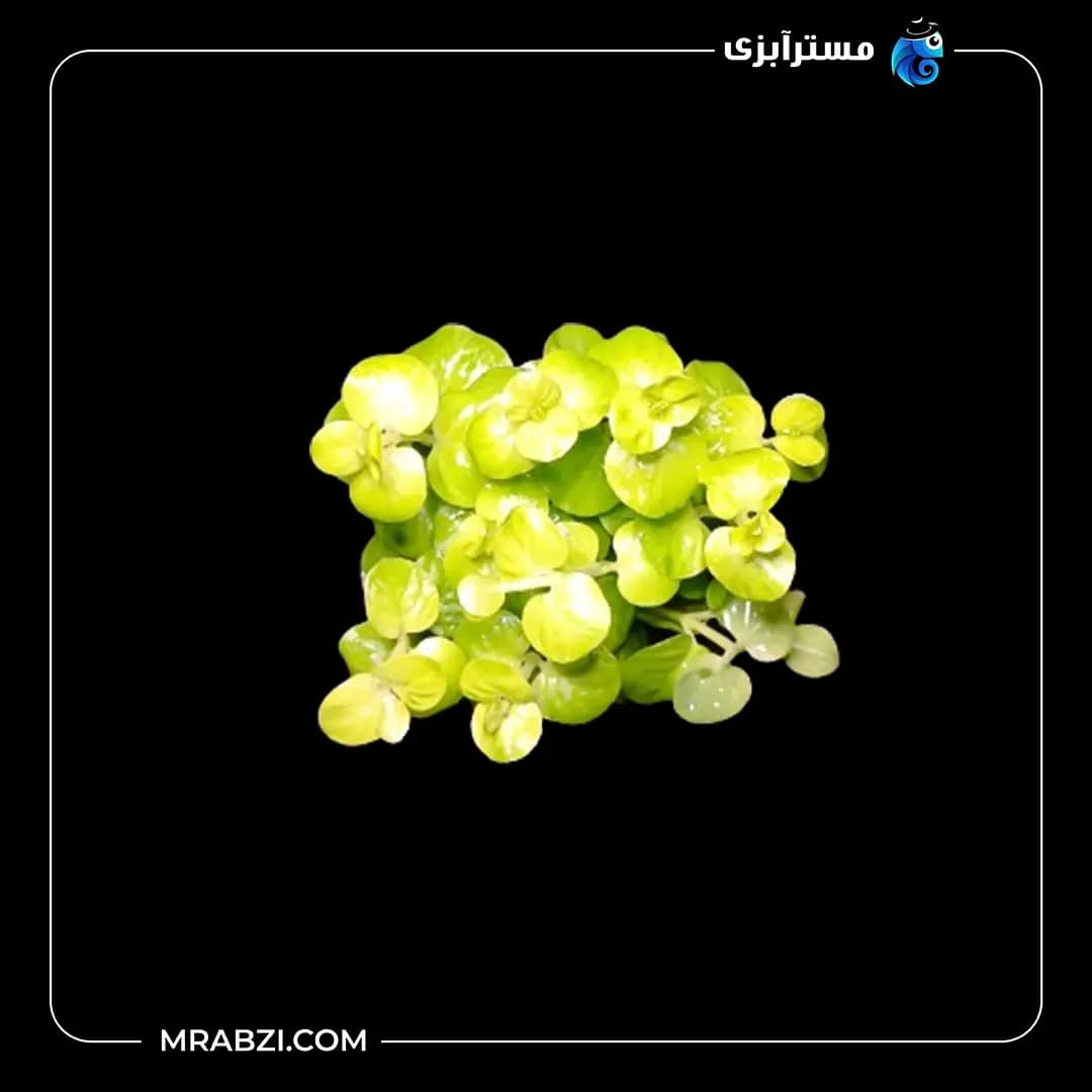 لیسیماشیا نامولاریا آئورا (نخودی)