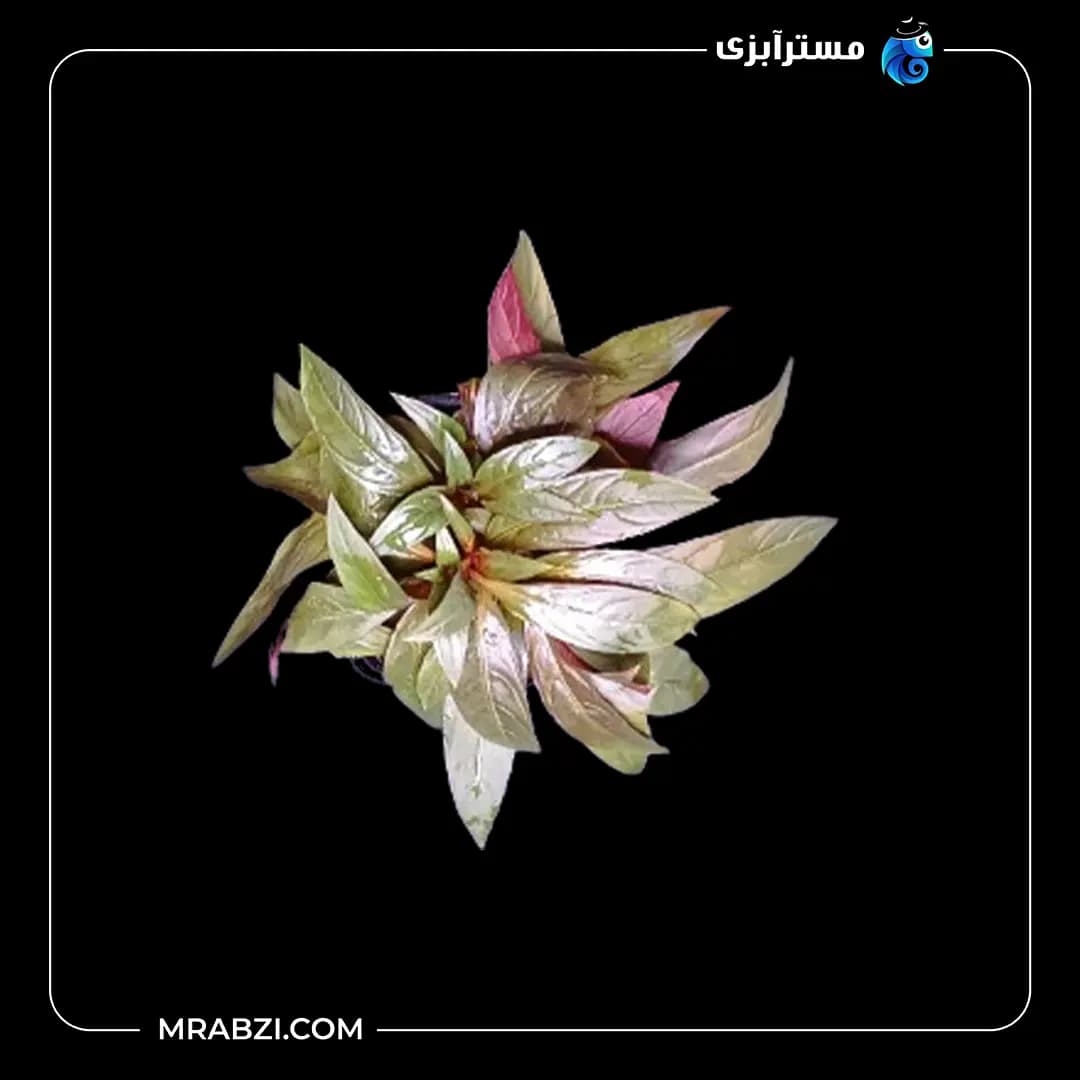 لودویجیا پرونسیس