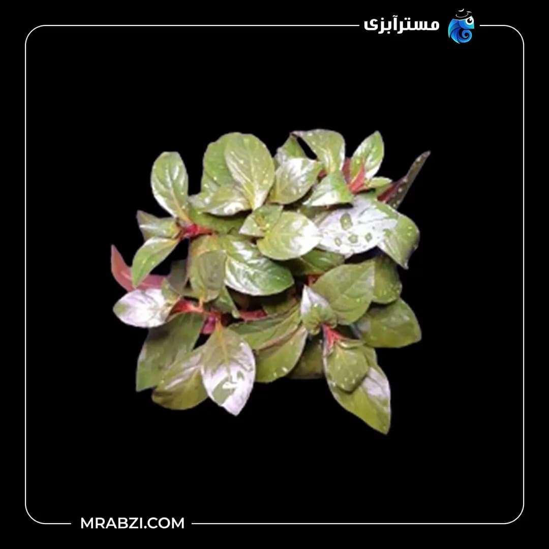 لودویجیا پرونسیس دیامور