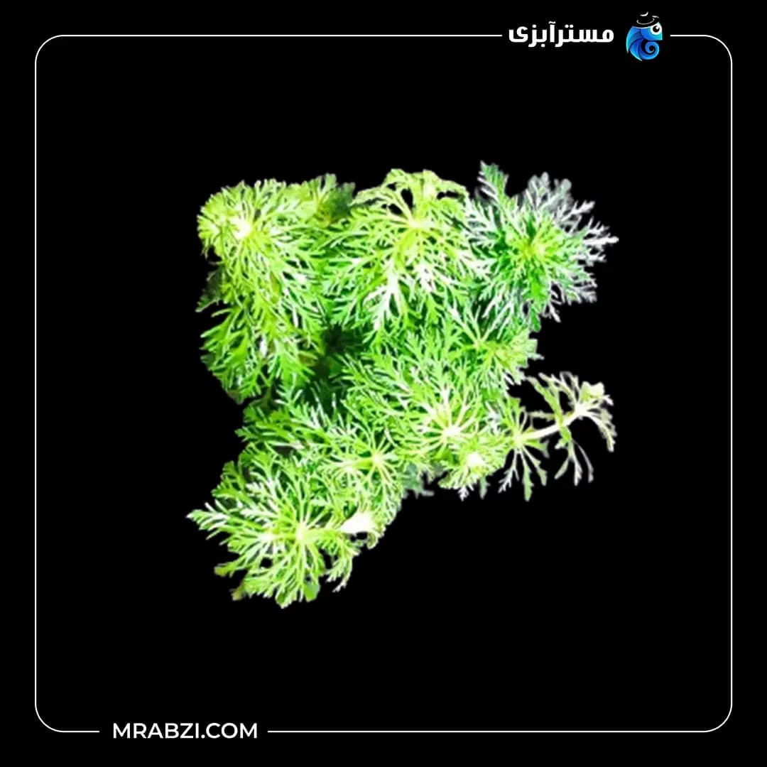 لیمنوفیلا هتروفیلا