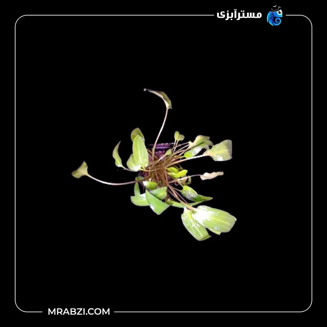 کریپتوکورین ونتی گرین
