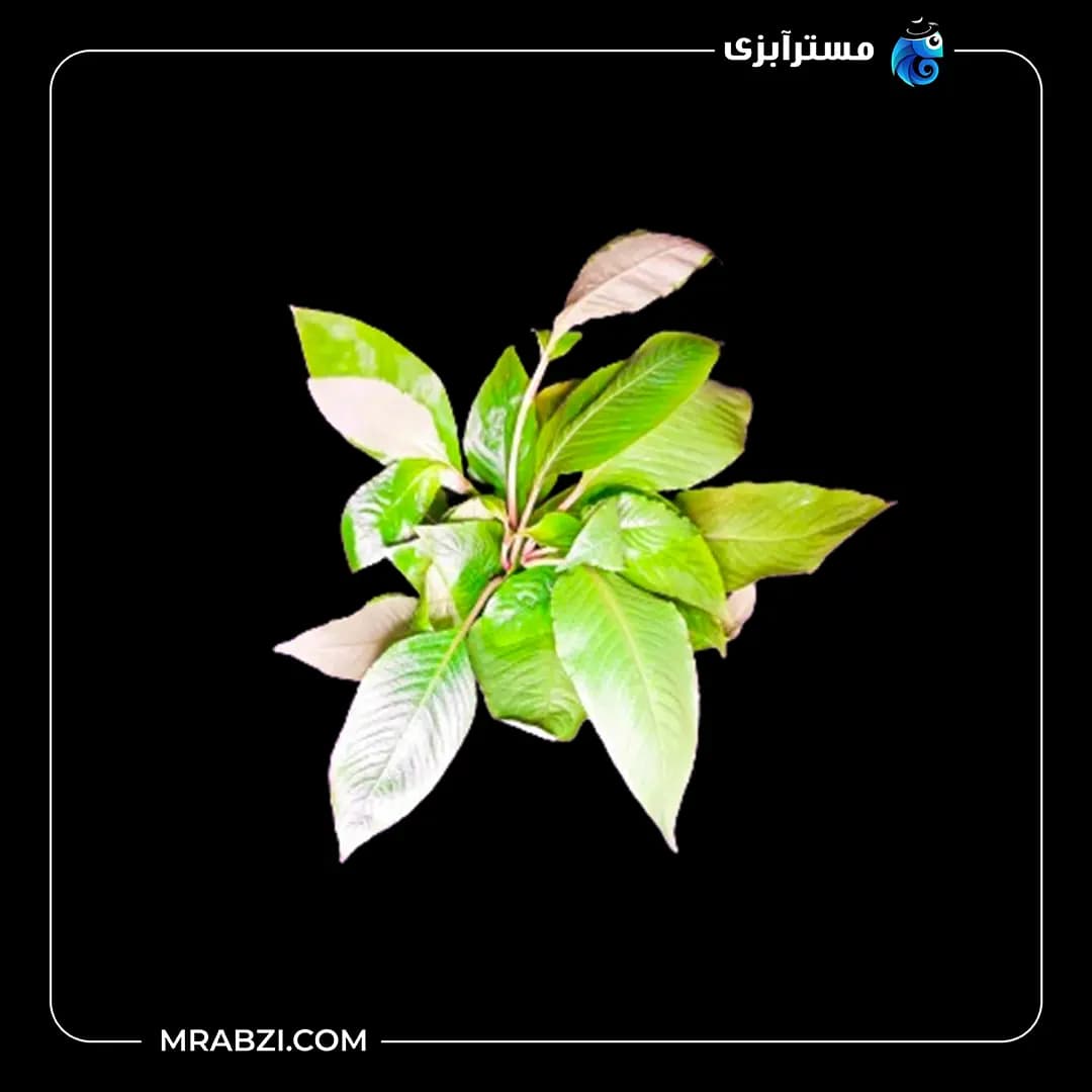هایگروفیلا اسپیشز(سیبی پا متوسط)