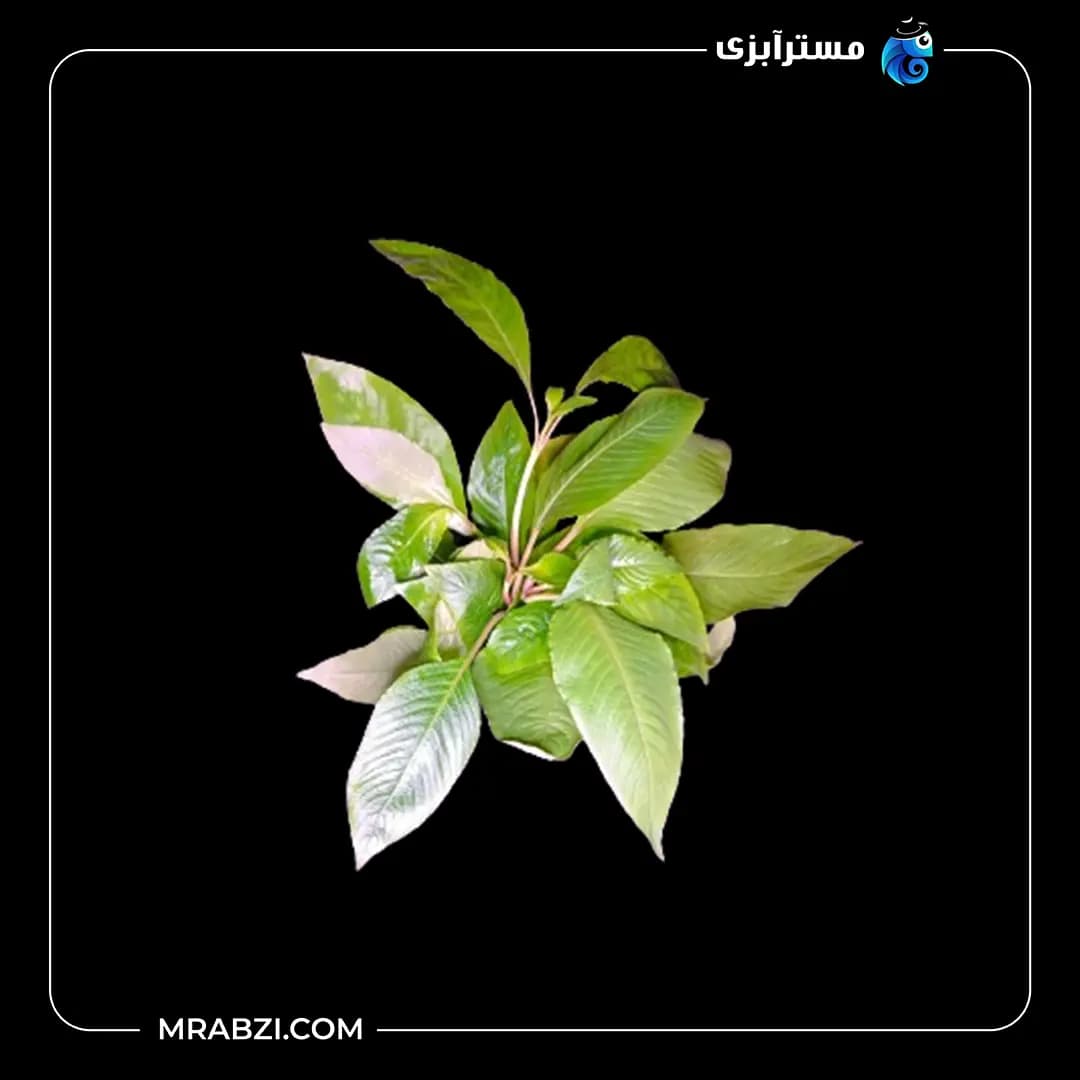 هایگروفیلا اسپیشز(سیبی پا بلند)