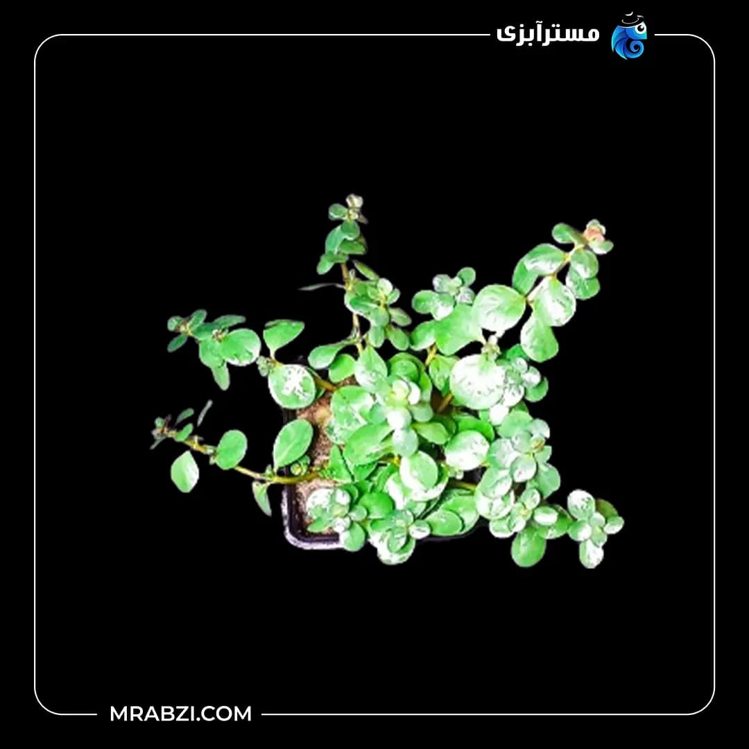 روتالا اسپی سیلون