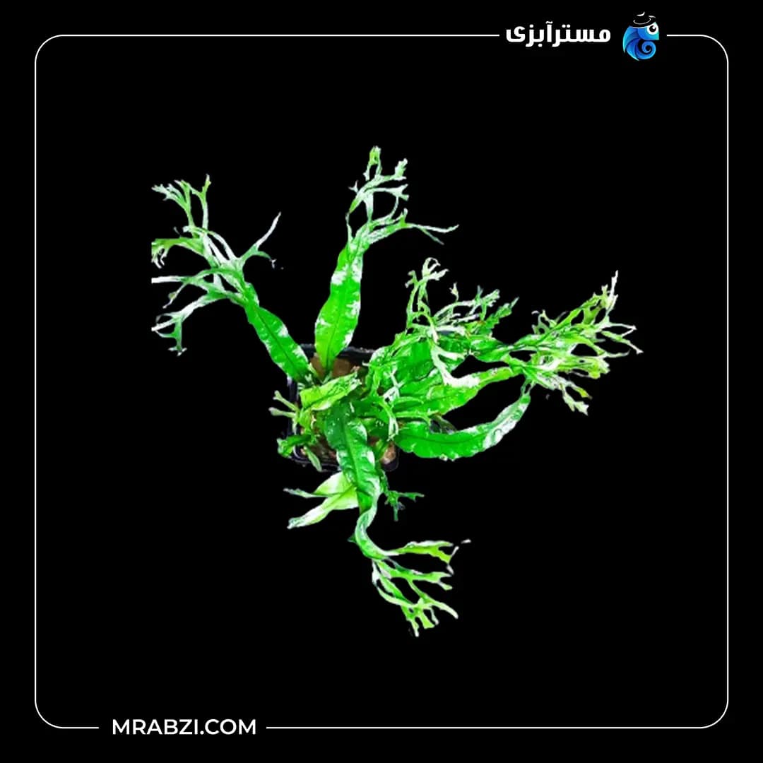 جاوا ویندلو