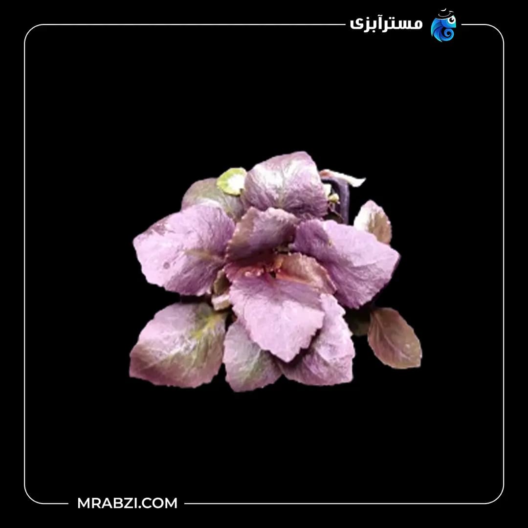پامچال پینک ویوی